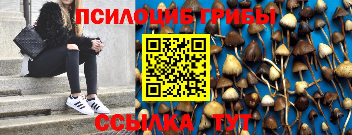 Гурьевск  где купить наркотик  Вход с VPN  Галлюциногенные грибы MAGIC MUSHROOMS 